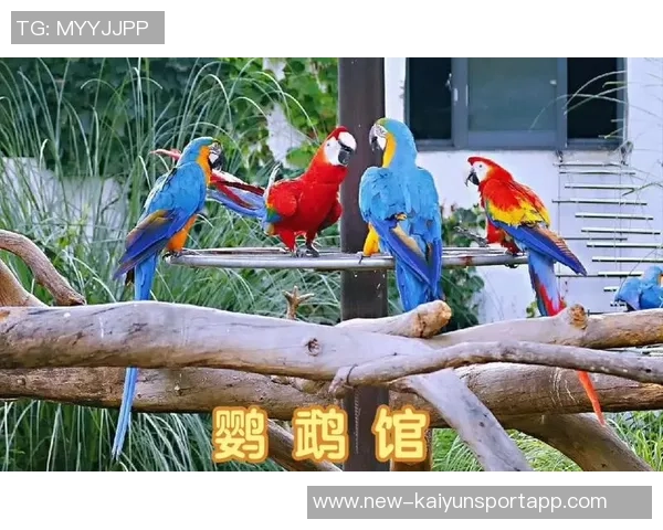 都柏林动物园为鹦鹉命名帕洛特引发热议带队杀入附加赛